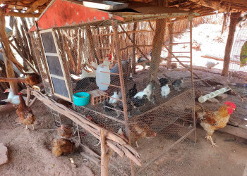 Doença de Newcastle: Adapi alerta criadores sobre infecção viral que ameaça aves e intensifica vigilância sanitária no Piauí