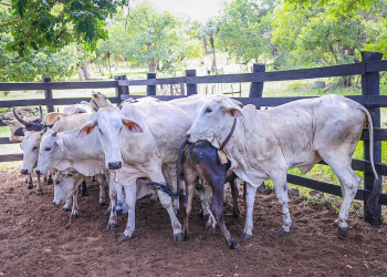 Sada inicia campanha anual de atualização de rebanhos em todo o estado