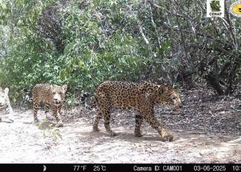 Família de onças-pintadas é flagrada no Parque Nacional da Serra da Capivara, Piauí; FOTOS!
