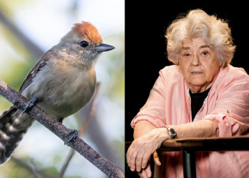 Nova espécie de ave descoberta na Caatinga recebe nome em homenagem à arqueóloga Niède Guidon