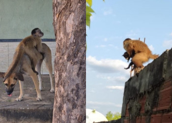 Macaco que ‘sequestrou’ filhotes de cachorro e gato no interior do Piauí é capturado pelo IBAMA