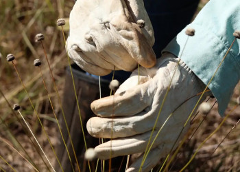 Pesquisadores encontram plantas consideradas extintas há 30 anos
