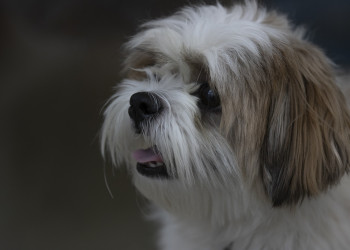 Defensoria Pública atua em processo de guarda de cadela da raça “Shih Tzu” no Piauí