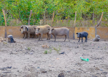 Governo do Estado intensifica ações para conter casos de Peste Suína Clássica no Piauí