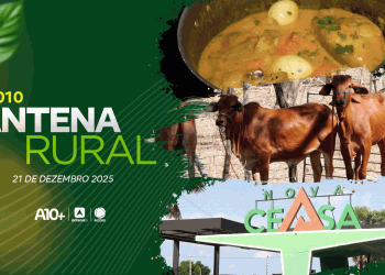 Gado Sindi, receita e a rotina na maior central de abastecimento do Piauí: assista ao Antena Rural deste domingo (21/12)