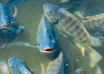 Tilápia, tambacu e tambatinga: Piauí tem aumento de 21% na produção de peixes e ultrapassa 12 mil toneladas em 2023