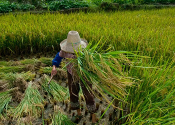 Promulgado protocolo da OIT contra trabalho forçado