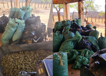 Polícia localiza plantação de maconha e depósito de drogas no Piauí; sete suspeitos são presos