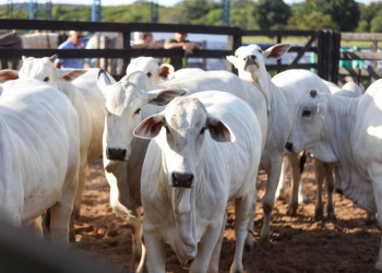 Governador reafirma meta de chegar em 2025 com rebanho do Piauí livre de febre aftosa sem vacinação
