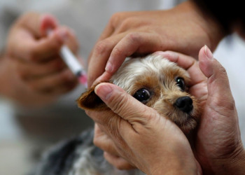 Campanha de vacina contra raiva em cães e gatos acontece nas zonas rurais Sul e Sudeste de Teresina neste sábado (25)
