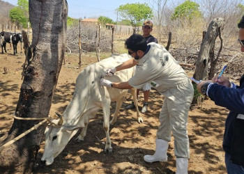 Adapi intensifica campanha de vacinação contra a brucelose no Piauí