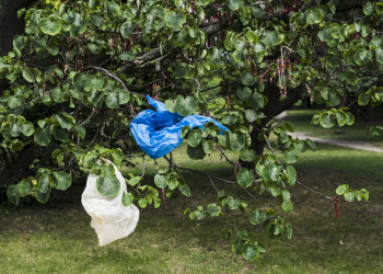 Por Álvaro Mota: A natureza sem plano B