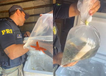 PRF e ADAPI apreendem mais de 1 tonelada de animais e organismos de origem marinha no Piauí