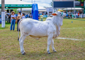 Expoapi 2025 abre programação com a tradicional cavalgada e show infantil neste domingo (7); confira