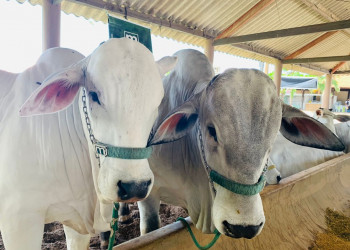 China retira o embargo de carne bovina do Brasil, diz Ministério da Agricultura