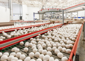 Produção de ovos cresce 75% em 10 anos e atinge recorde histórico no Piauí, diz IBGE