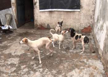 Cachorros são resgatados após denúncia de zoofilia em residência na zona Leste de Teresina