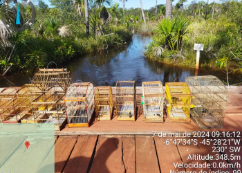 Nove pessoas são presas por crimes ambientais contra fauna e flora em área nativa no Maranhão