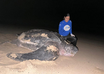 Tartaruga gigante ameaçada de extinção é encontrada na praia da Pedra do Sal, no Piauí; VÍDEO!