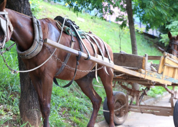 Em Teresina, Câmara aprova projeto que proíbe utilização de animais em carroças; categoria protesta