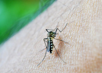 Piauí confirma mais um óbito por dengue em 2024, aponta Secretaria de Saúde