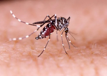 Em 6 meses, Brasil registra 6,1 milhões de casos de dengue e 4,2 mil mortes pela doença