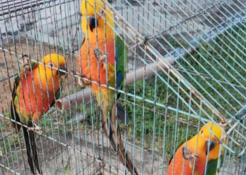 Aves comercializadas ilegalmente pelo WhatsApp são resgatadas pela polícia no Litoral do Piauí