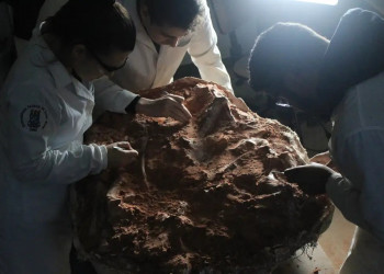 Fóssil encontrado no RS vai ajudar a entender a origem dos dinossauros