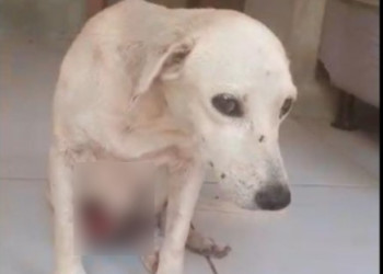 Dona de cadela idosa com câncer de mama faz vaquinha e pede ajuda para submeter animal à cirurgia, em Teresina