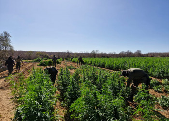 PM encontra roça com mais de 90 mil pés de maconha espalhados por quase 2 hectares no Piauí; duas pessoas são presas