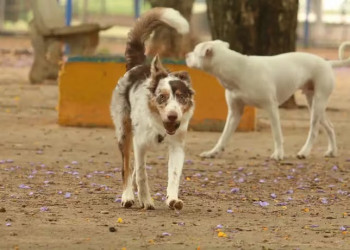 Semarh lança Cadastro para Protetores de Animais Independentes