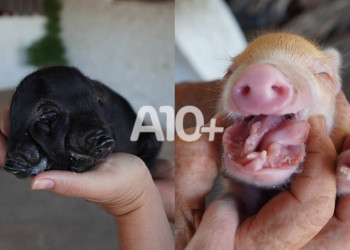 No Piauí, porquinhos nascem com má-formação; um deles com duas cabeças e três olhos
