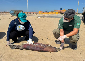 Filhote de peixe-boi marinho é encontrado morto em praia do litoral do Piauí; caso preocupa especialistas