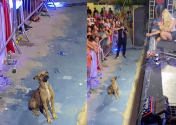 Taty Girl anuncia que vai adotar cachorro caramelo que viralizou ‘curtindo show’ em Cajueiro da Praia, no Piauí