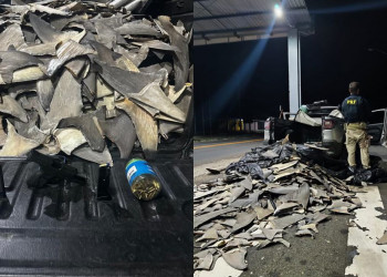 No Piauí, PRF apreende mais de 200 kg de barbatanas de tubarão; carga avaliada em R$ 5 milhões