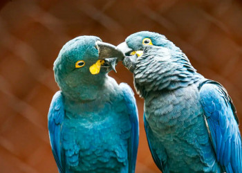Ameaçada de extinção, mais uma arara-azul-de-lear nasce em São Paulo