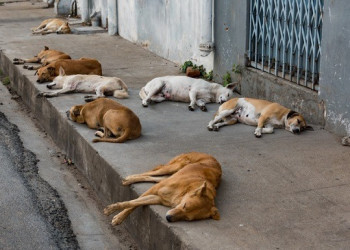 Lei que proíbe sacrifício de animais de rua saudáveis capturados por órgãos de zoonoses é sancionada no Piauí