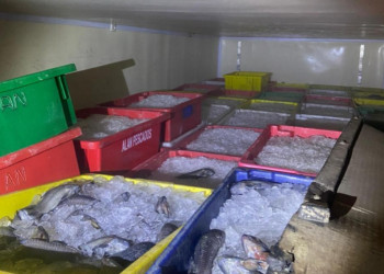 Polícia Militar apreende 8 toneladas de peixes transportados ilegalmente em caminhão no Piauí