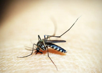 Teresina registra redução de 60% dos casos de dengue em 2025, afirma FMS
