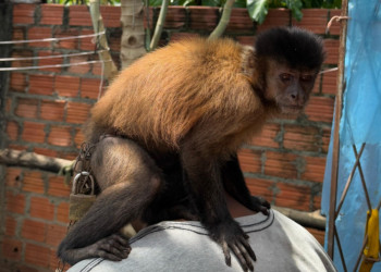 No Piauí, Semarh resgata macaco acorrentado com cadeados e aves silvestres mantidas em cativeiro
