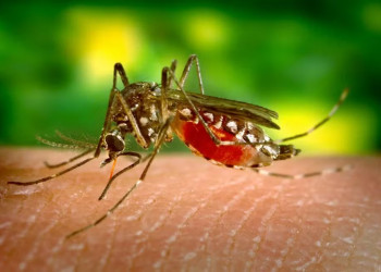 Piauí registra queda de 52,8% nos casos de dengue em 2025 em comparação com o mesmo período de 2024