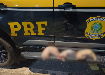 Motorista é preso pela PRF com animais silvestres abatidos em assoalho de carro no Piauí