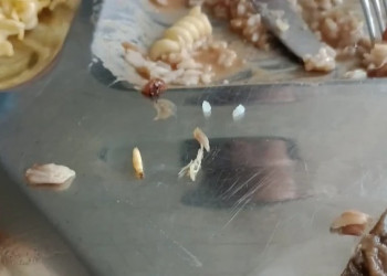 Estudantes encontram larvas em comida servida no Restaurante Universitário de Universidade no Maranhão