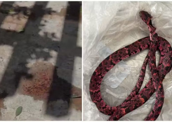 Homem vai parar no hospital após tentar engolir cobra no Ceará