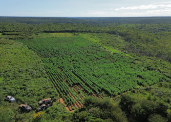 PM desarticula roça de maconha com três hectares no Sul do Piauí; plantio produziria 13 toneladas da droga