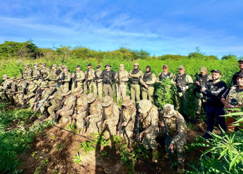 Apreensão de maconha no Piauí cresce mais de 500%, um dos melhores resultados do país, revela Anuário