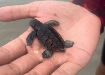 Corpo de Bombeiros resgata filhote e ovos de tartarugas marinhas no litoral do Piauí