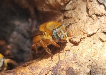 Fórum de Meliponicultura define propostas para regulamentar atividade no Piauí
