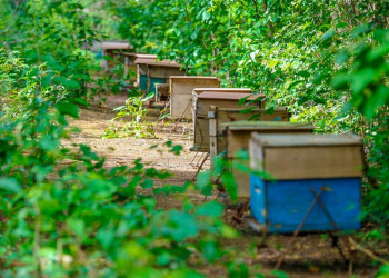 Piauí se consolida como potência na apicultura com o apoio do Governo do Estado e a dedicação dos produtores
