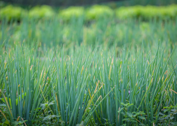 Investimentos nas Hortas Comunitárias e Campos Agrícolas de Teresina transformam a realidade da Agricultura Familiar